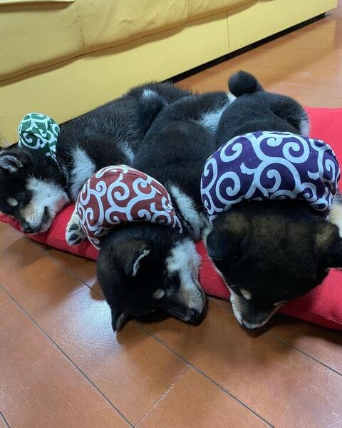 寝転がる黒柴の子犬たち