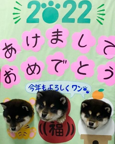 顔を出す黒柴の子犬