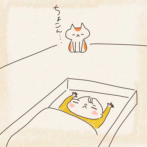 遠くから観察する猫