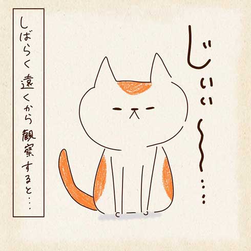 見つめる猫