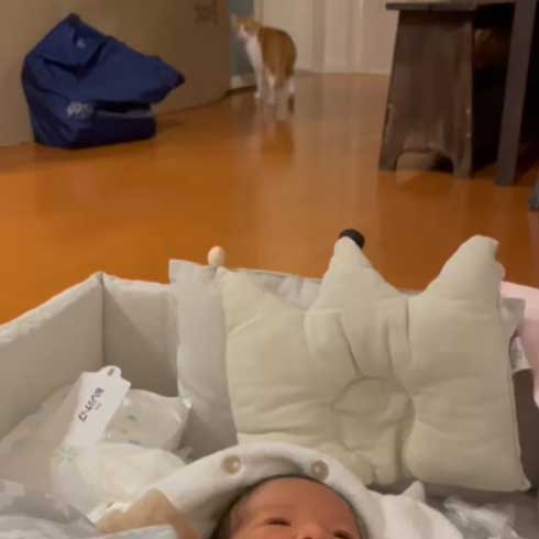 赤ちゃんを見た猫の反応