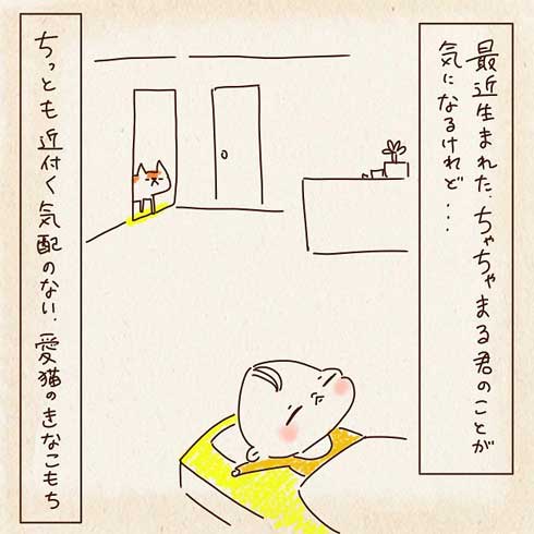 赤ちゃんが気になる猫