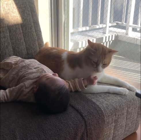 猫と赤ちゃん