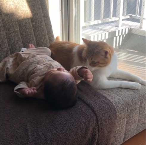 兄として接する猫