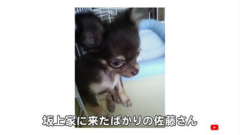 坂上忍宅に来た当時の佐藤ツトム