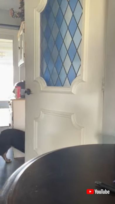 ドアを器用に開ける犬