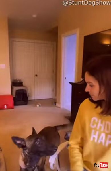 ダンスを止めるワンコの画像