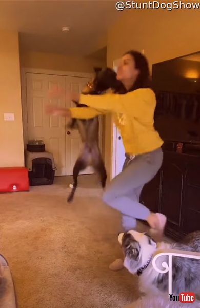 ダンスを止めるワンコの画像