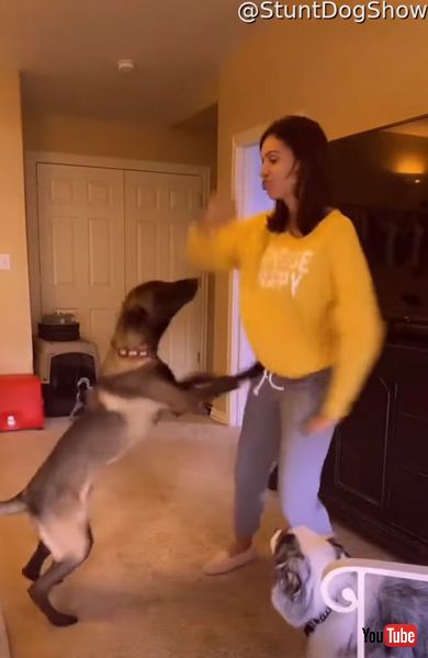 ダンスを止めるワンコの画像