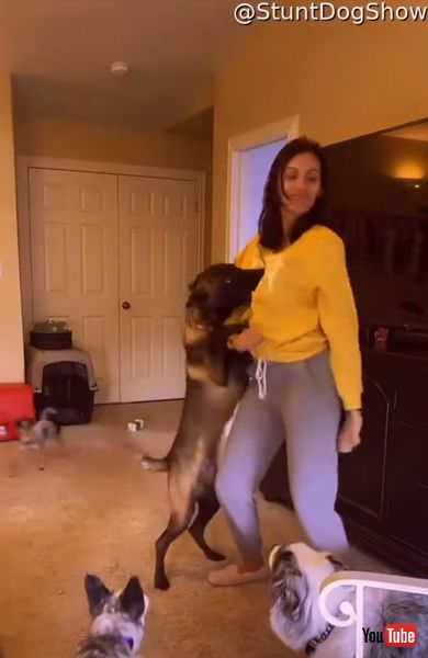 ダンスを止めるワンコの画像