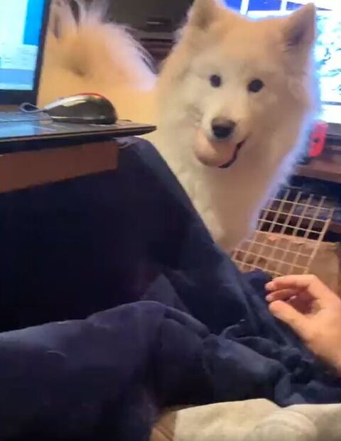 サモエド