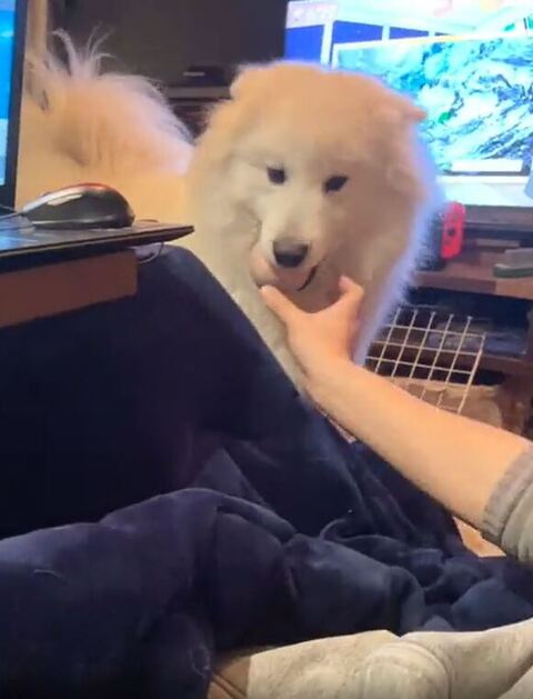 ボールを取ろうとする飼い主