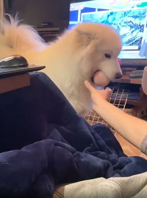 拒否するワンコ