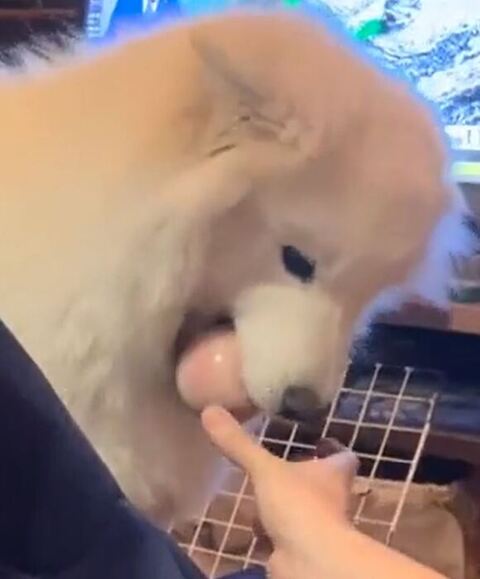 耳を倒すサモエド