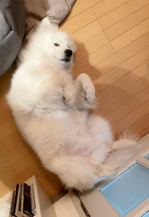 ヘソ天のサモエド