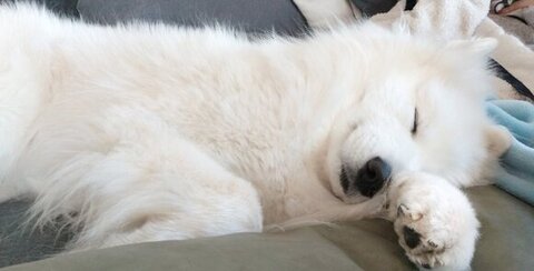 眠っているサモエド