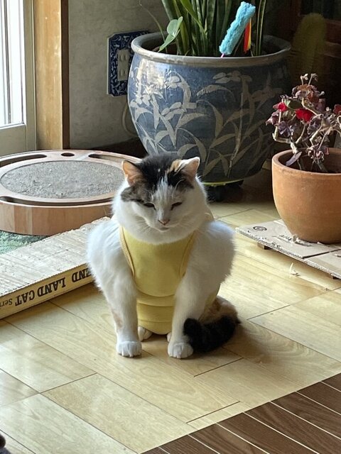 オススメ