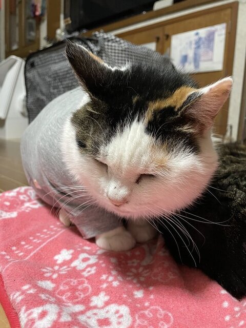 キキちゃん エリザベスウェア はみ毛 マッチョ