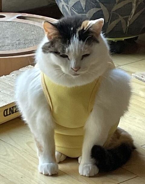 キキちゃん エリザベスウェア はみ毛 マッチョ