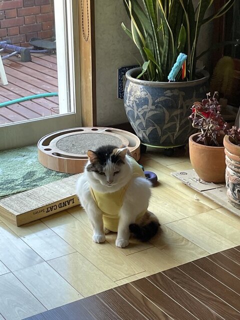 キキちゃん エリザベスウェア はみ毛 マッチョ