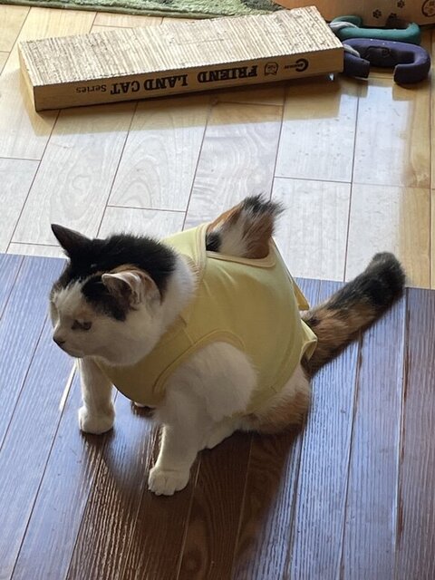 キキちゃん エリザベスウェア はみ毛 マッチョ