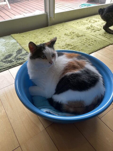 キキちゃん エリザベスウェア はみ毛 マッチョ