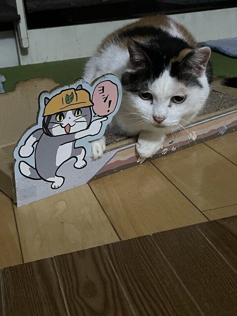 キキちゃん エリザベスウェア はみ毛 マッチョ