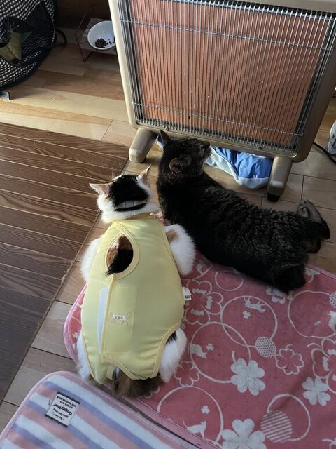 キキちゃん エリザベスウェア はみ毛 マッチョ