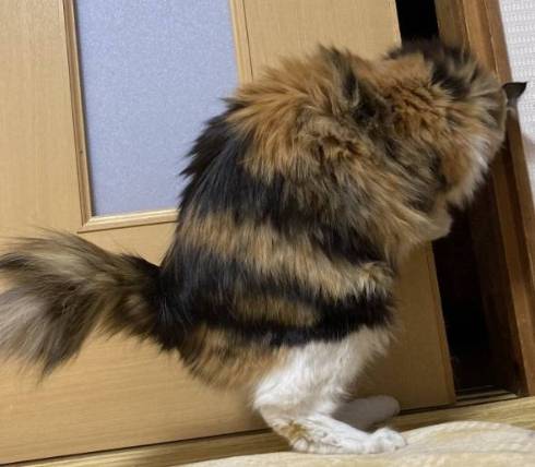 猫 おかみのような猫