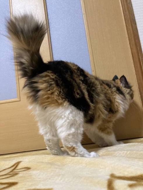 部屋を出ようとしていた猫