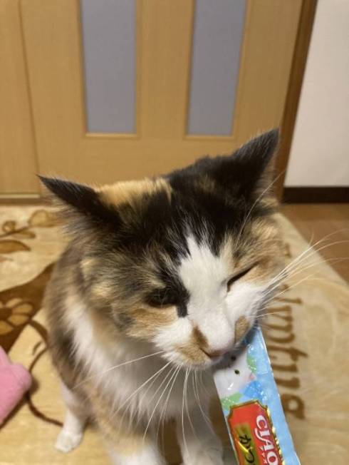 ご褒美もらう猫