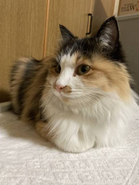 美猫なあんこちゃん