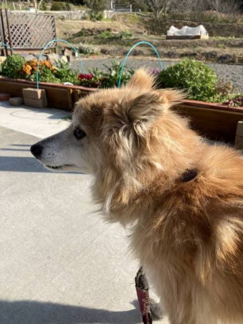 犬のミルちゃん