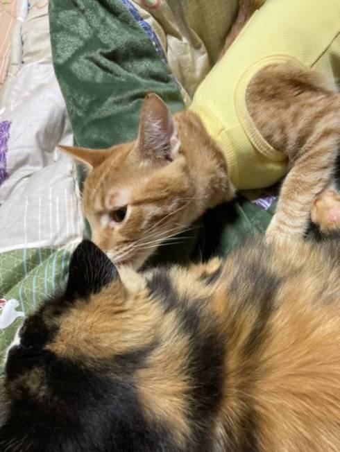 マヨちゃんとあんこちゃん