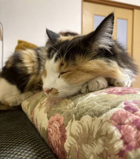 かわいいあんこちゃん