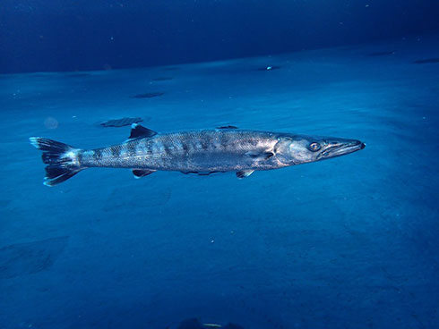 「オニカマスを展示中」としてツイートされた写真