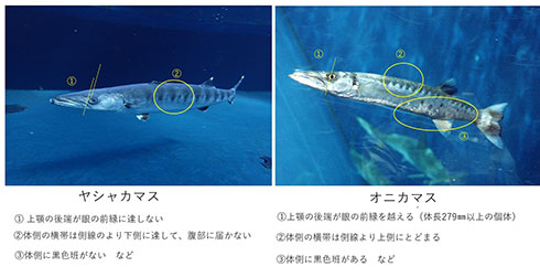 オニカマスとヤシャカマスの違い
