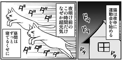 夜中に運動会をする猫