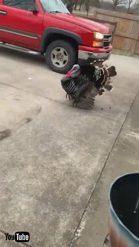 のっしのっしと歩く七面鳥