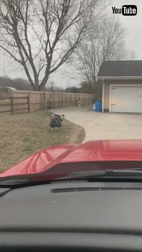 車からみた七面鳥