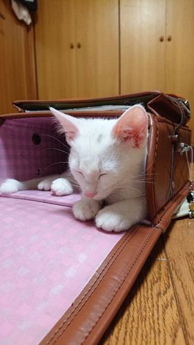 ランドセルの中で眠る子猫