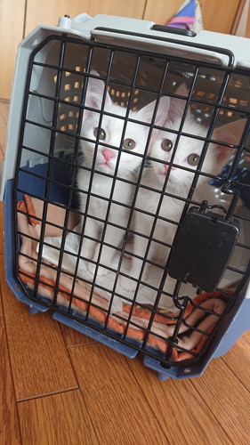 身を寄せ合う子猫