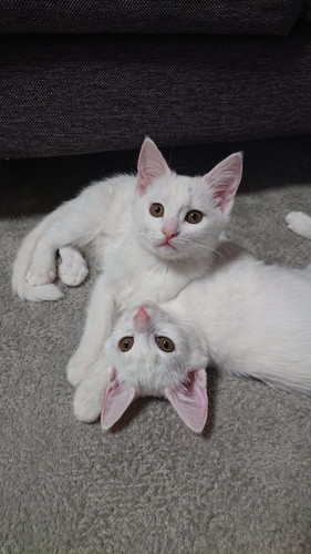 そっくりな子猫