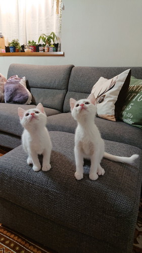 並んで見上げる子猫
