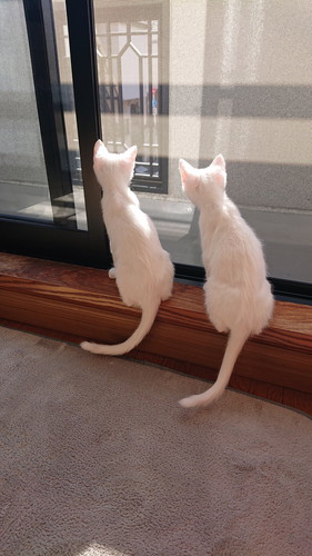 外をのぞく子猫