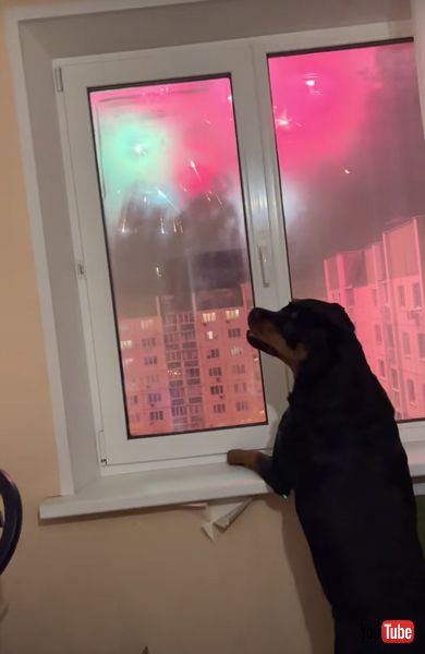 花火を眺めるワンコ