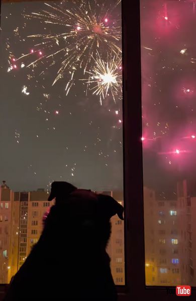 花火を眺めるワンコ