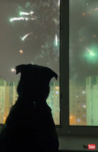 花火を眺めるワンコ