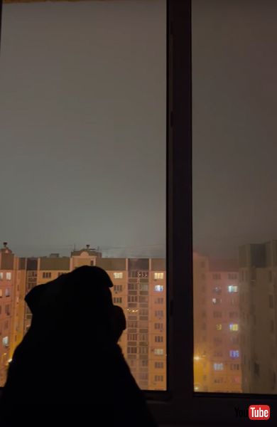 花火を眺めるワンコ