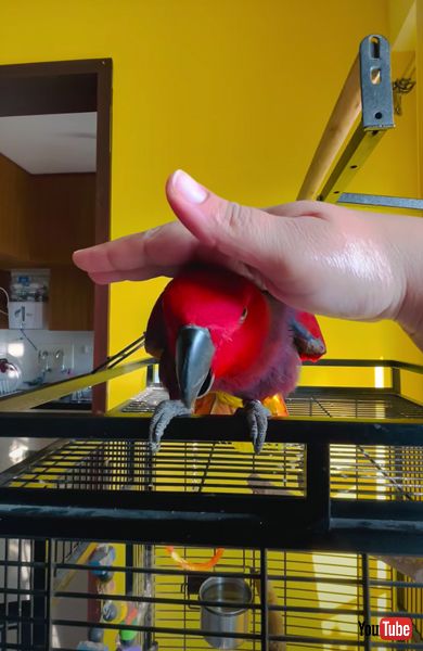 着信音が上手なインコの画像